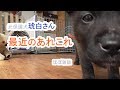 【ほぼ】最近の琥白さん【雑談】