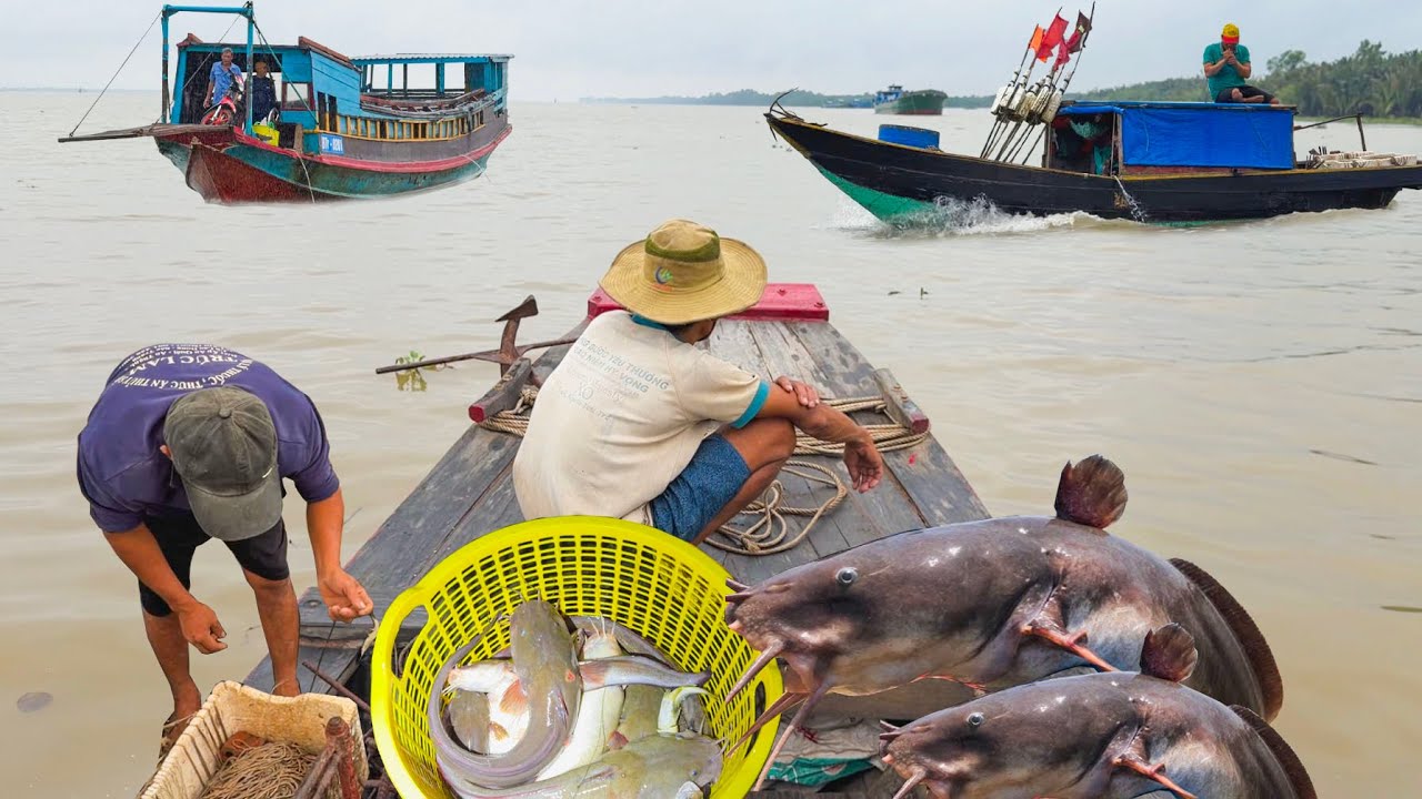 May Mắn Trúng Ổ Cá Úc Cá Ngát Trong Mưa║Chợ Sáng Cù Lao Dung Cuối Dòng Sông Hậu 