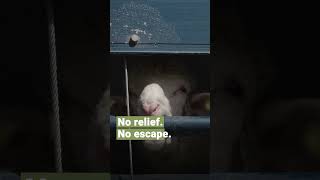 Sea of Suffering   | FOUR PAWS |