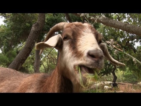 The Goat Brigade: Preventing Wildfires in Southern California (feat. GoatPro)