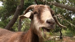 Http://www.sciencefriday.com armed with appetites and attitudes,
brush-clearing goats will mow down weeds shrubs from even the steepest
of southern calif...