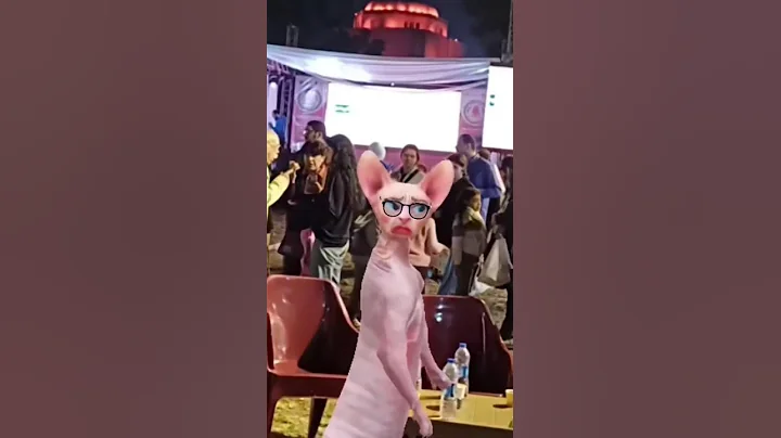 Video 11830581: kitten sphynx catlover cute, sphynx kitten cute cat, sphynx cute catlover dance, cat sphynx happy cute, funnycatvideos sphynx, sphynx funny cutecat