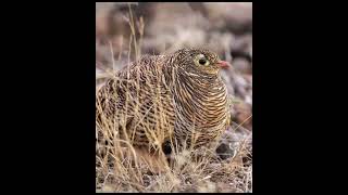 PAINTED SANDGROUSE