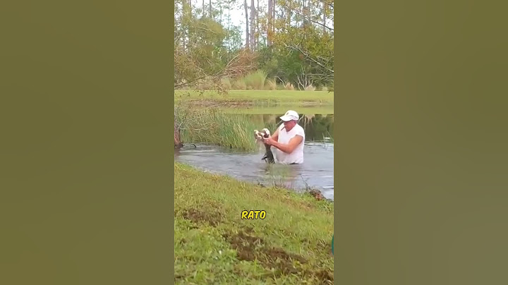 Hombre Rescata a su Perro de un Caimán #shorts