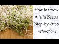 Step-by-Step How To Grow Alfalfa Seeds