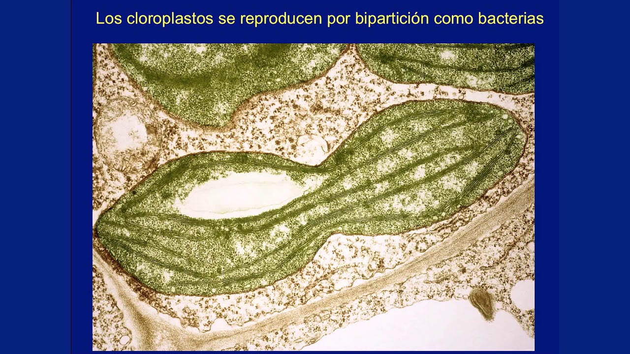 Simbiosis y evolución, Dr. Antonio Lazcano Araujo