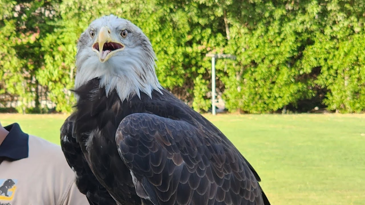 Birds of Prey Show Dubai Safari Park YouTube
