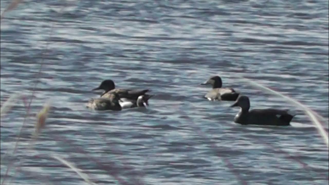 по деревне ходят утки серенькие крякают. утки якутии. серый утенок. утка мулард агидель. кряква самка.