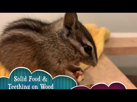 Science in Nature, Chipmunks, Food Chains, & Classifications