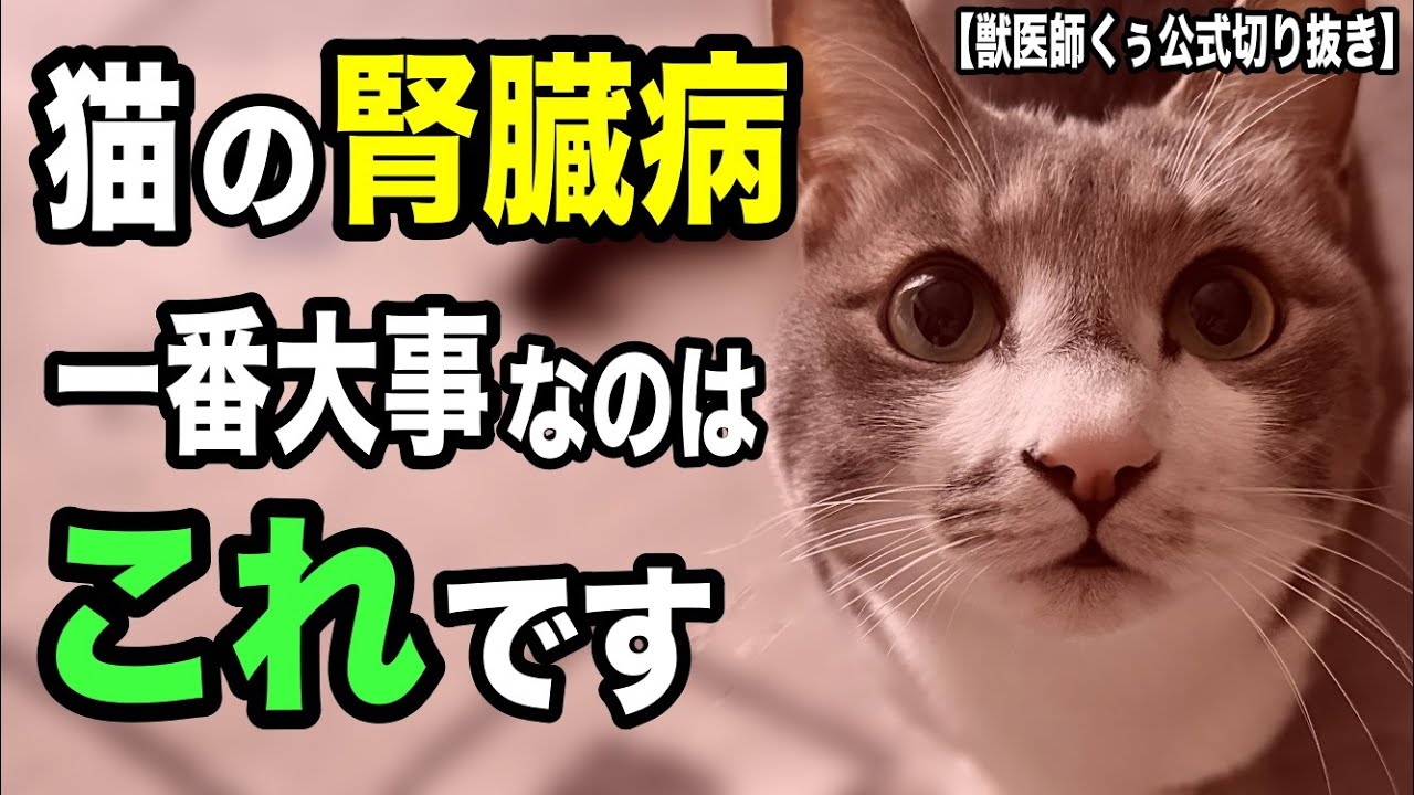 決まりました　腎臓病の猫ちゃん用療法 Amazon | by Amazon 猫用食事療法食 腎臓サポート 2kg キャットフード