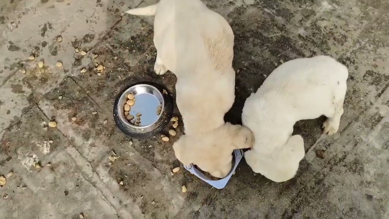 Radhe Radhe 🙏🙏 