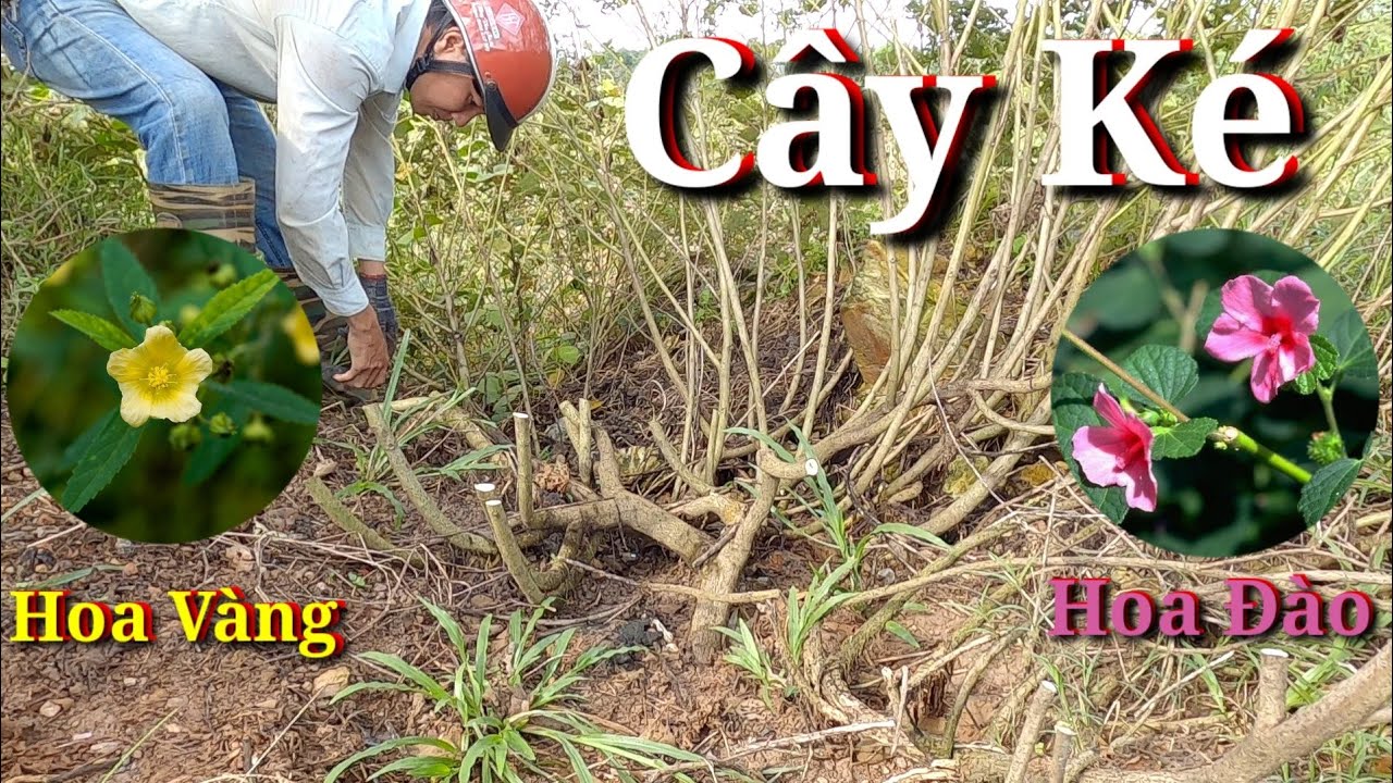Khai Thác Cây Ké Hoa Vàng Và Hoa Đào . - youtube