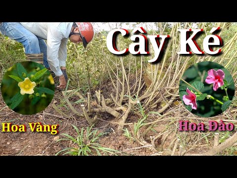 Video Khai Thác Cây Ké Hoa Vàng Và Hoa Đào . - youtube