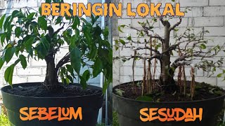 membuat bonsai beringin lokal angker