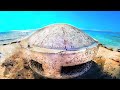 BUNKER BEACH Metal detecting a super location