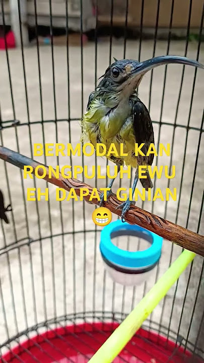 pijantung bahan eh malah begini #masteranburung #pijantungpisanggacor#hobiburung#kicaumania