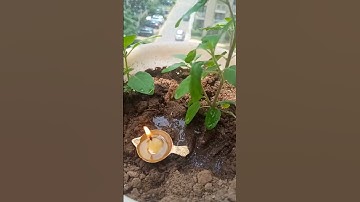 तुलसी के क्या रे मे एक लोटा जल समर्पित करती है जानिए प्रदीप मिश्रा से#तुलसी माता की जय