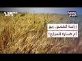 هل تغطي مكافأة القمح والتسعيرة الجديدة تكاليف الإنتاج للمزارعين؟
