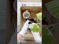 「ウンベラータ、初めての植え替え」団地のセルフリノベーションで植物のある暮らし。ウンベラータの植え替えにチャレンジ／インスタグラマーしょ〜この暮らしの見直し｜天然生活web
