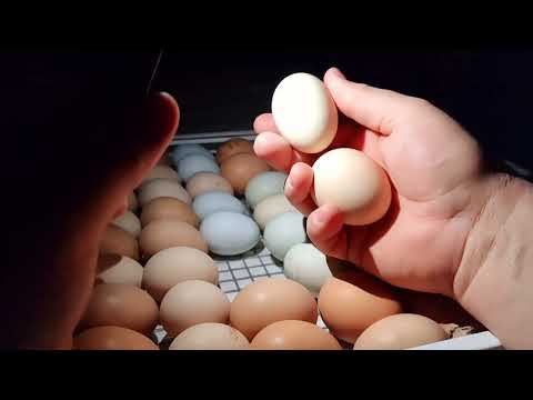 будет ли у 🐔 Дульсинеи Андревны цыплёнок 🐣?))) работают ли пуховые петухи?