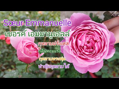 EP 49 กุหลาบเซอร์ เอมมานูเอลล์ Sister Emmanuelle/ Sœur Emmanuelle