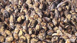 Ecosystems Of California Intertidal