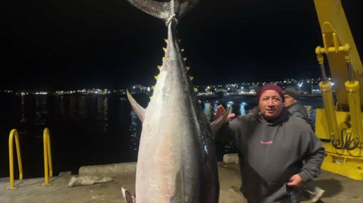 Histórica captura de atún azul con caña en Taltal sorprende a la pesca regional