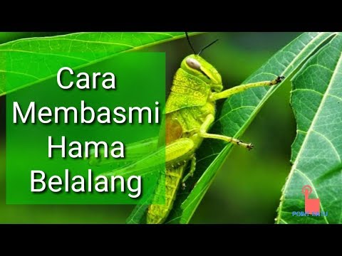 Video: Kawalan Belalang: Cara Menghentikan Belalang Daripada Makan Tumbuhan Saya