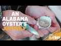 An Alabama Oyster&#39;s Journey