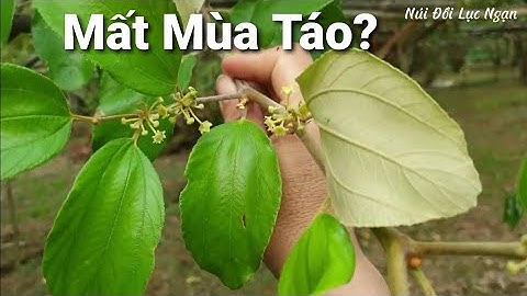Mất Mùa Táo Bi l Táo Bắc Giang l Núi Đồi Lục Ngạn