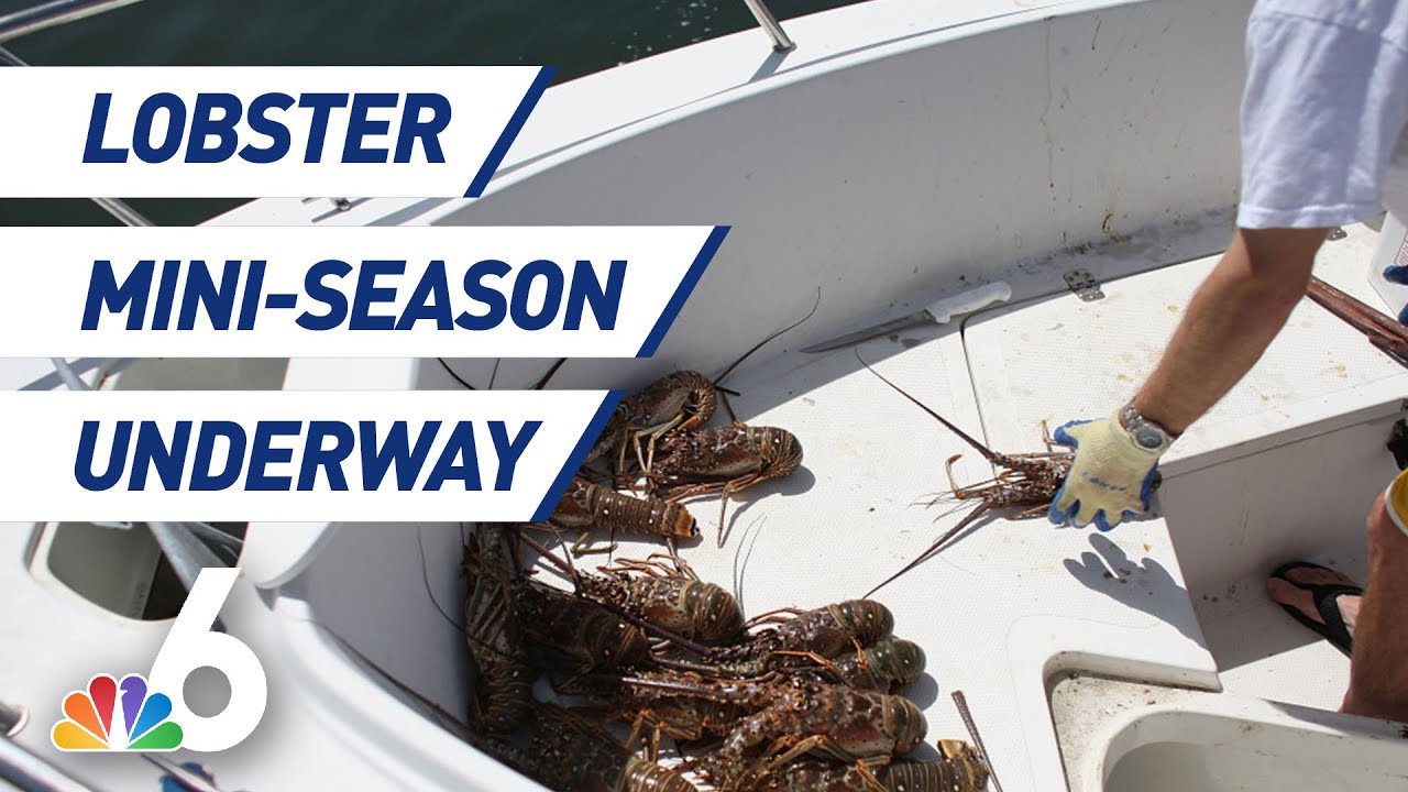 Lobster MiniSeason Gets Underway in South Florida NBC 6 YouTube