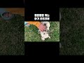 뚱땅뚱땅 뛰는 아기 #리트리버 / #retriever puppy’s running melts my heart