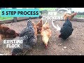 Introduce New Chickens to Your Flock! | 5 EASY STEPS