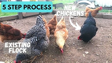 Introduce New Chickens to Your Flock! | 5 EASY STEPS