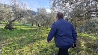 olive grove tassos smirlis 20211209 095726