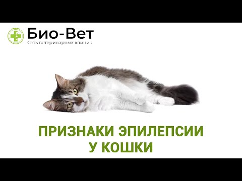 Признаки Эпилепсии У Кошки & Как Помочь В Быту Кошке С Эпилепсией. Ветклиника Био-Вет