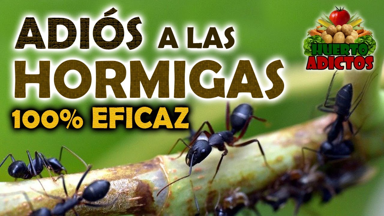 Tipos de hormigas en casa ¿cómo combatirlas?