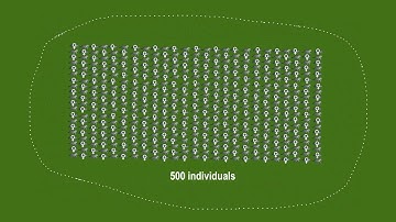 Introduction wild cat population dynamics