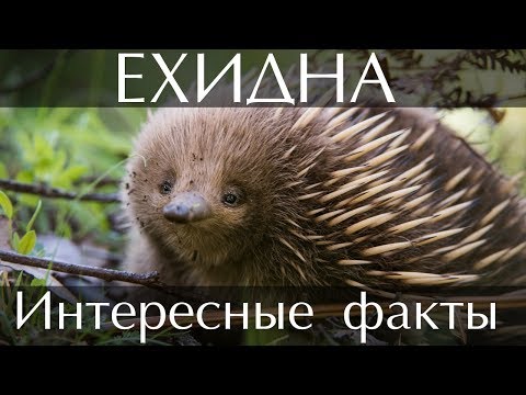 Видео: Ехидна (животно): снимка, описание, местообитание