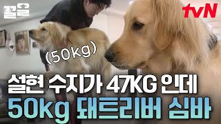 평균보다 조금(20kg 정도) 큰 이정신 반려견 심바🐕💕 왕크니까 왕귀엽다!! 아빠 말도 잘 듣는 세상 순둥이 심바 | 대화가필요한개냥