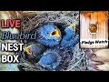 🔴 LIVE Bluebird Nest Box -  FLEDGE WATCH