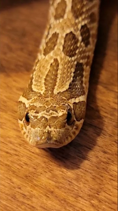 WATCH: Have You Ever Seen a Hognose Play Dead? - Texas Fish & Game Magazine