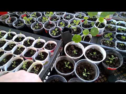 Video: Regeln Für Die Auswahl Und Das Pflanzen Von Sämlingen