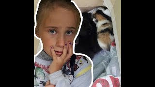 СПАСЕНИЕ КОТЯТ‼️ СПАСЕНИЕ КОТЯТ‼️