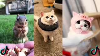 Funny And Cute Animals I found on TikTok