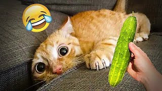 Funny Dogs And Cats Videos 2024 😹🐶 TRY NOT TO LAUGH😍