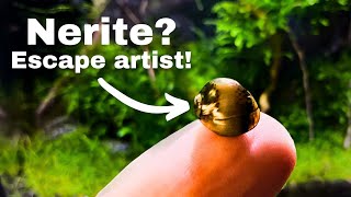 Snail Escape? Top 5 reasons & solutions for snails coming out of water!