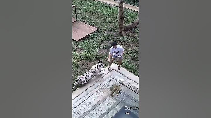 detik detik alshad ahmad di terkam harimau #viralvideo #harimau #alshadahmad
