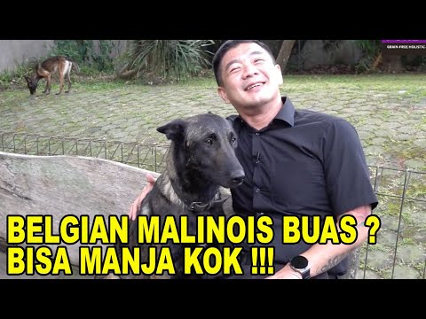 Video: Cara Melatih Anjing Anda Berperilaku Di Sebuah Hotel