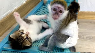 'They asked to call you!'  monkey Susie calls mom cat to feed kittens